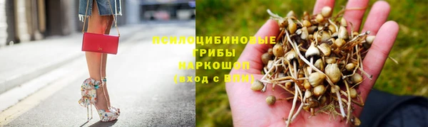 хмурый Аркадак