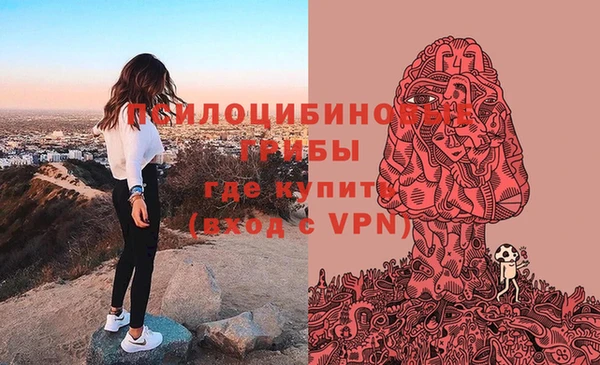 хмурый Аркадак